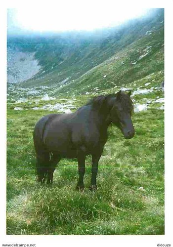 Carte postale animaux - animaux,