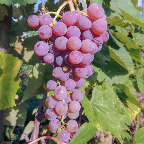 Plant raisin reliance - raisin, 2l