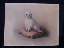 chien BICHON frisé - 22 x 17
