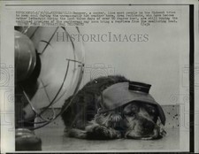 1961 Press Photo Snooper Tries to Keep Cool