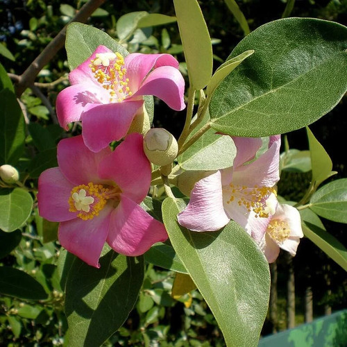 Lagunaria patersonii - ,
