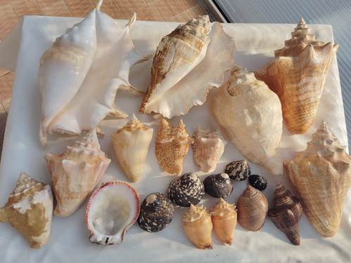 Lot gros coquillages de - coquillages,,