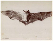 Alinari, Studio Sugli Animali, Bat vintage albumen print albumen print