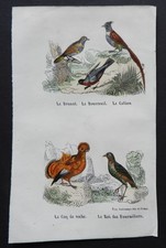 BUFFON début 19ème - Gravure