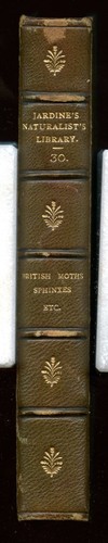British moths sphinxes - british, moths/sphinxes