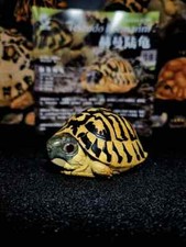 Animal Planet T.h.boettgeri Animal Heavenly Body Turtle Collect Model