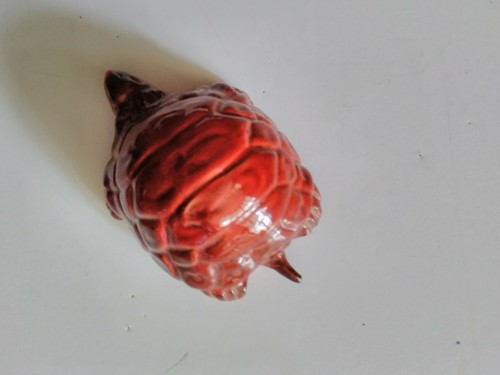 Tortue collection terre - collection,