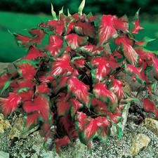 Caladium Tubercule coloré