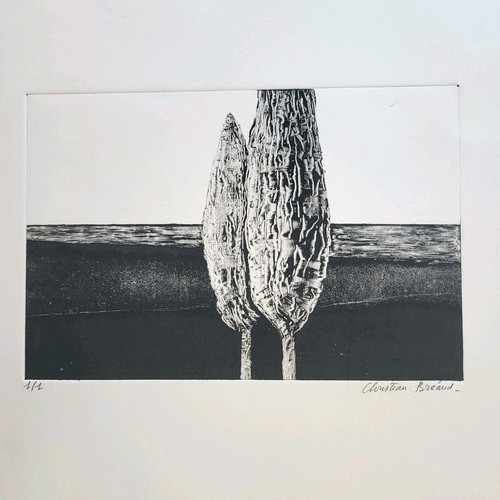 Monotype cyprès - monotype,