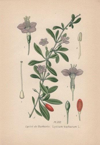 Bocksdorn - (lycium, barbarum)