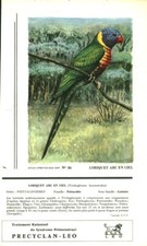 Antique Pharmaceutical Advertising Precyclan-Leo Bird Loriquet Rainbow
