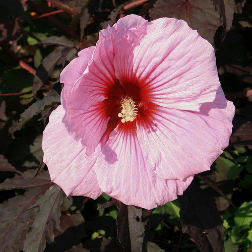 Hibiscus carrousel pink - hibiscus, 'pink