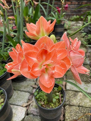 Double orange amaryllis lily - orange,