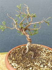 Bonsaï de thym 17 x 17 cm en