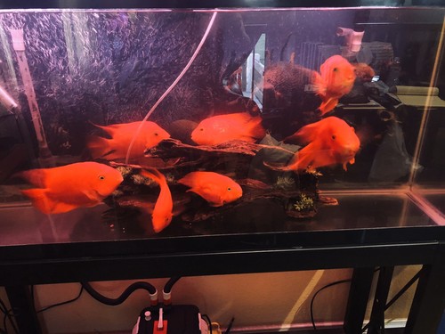 Aquarium gallon - aquarium, 55
