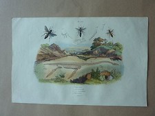 Gravure XIXe * Plésie