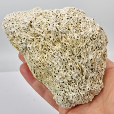 Coral or Vermiculite Worm Burrow Fossil - Florida (?)