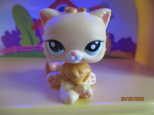 Petshop chat persan 2063 - petshop,