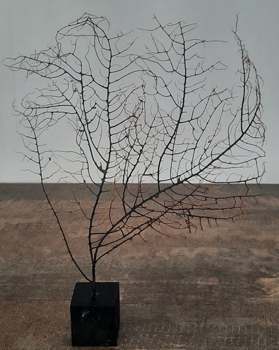 Curiosité taxidermie - curiosité, ,