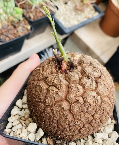 Dioscorea elephantipes - elephantipes,