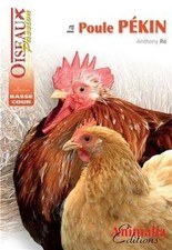 La poule Pékin de Anthony Ré