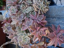 20=tres  grand lot  BOUTURES