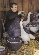 Carte postale 10x15cm petits