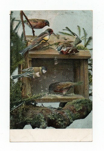 Oiseaux sur une - ,