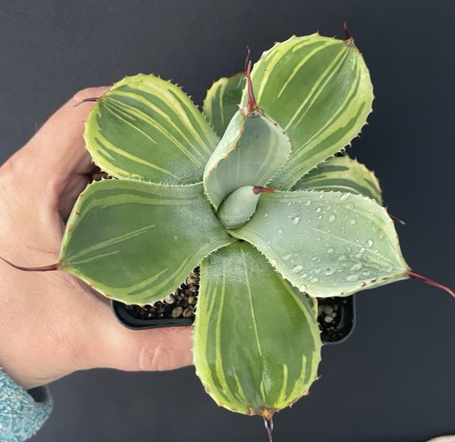 Rare agave parryi - agave,