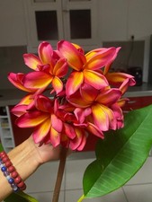 frangipanier bouture tricolore