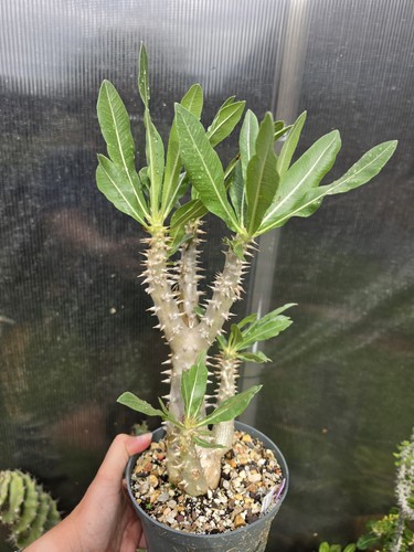 Pachypodium rosulatum var - pachypodium,