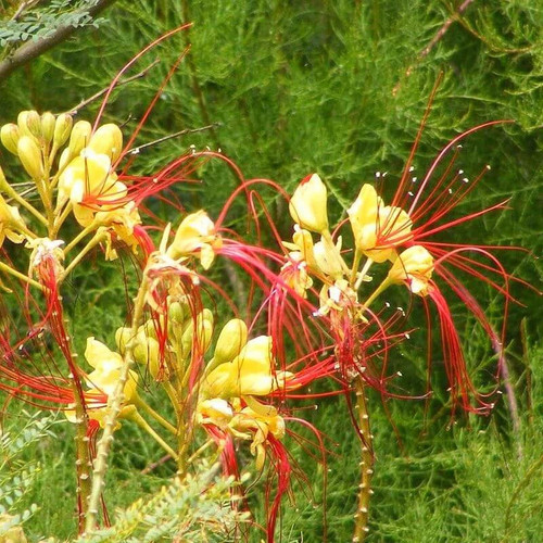 Caesalpinia gilliesii faux - gilliesii,