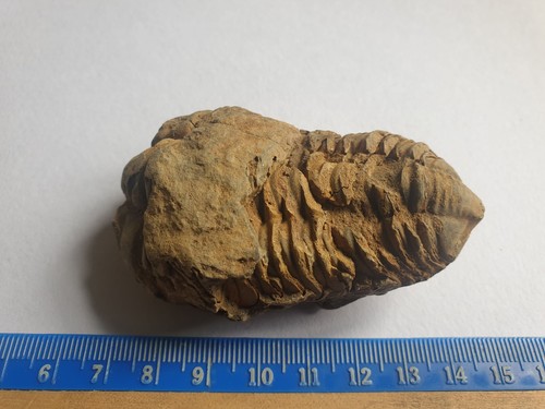 Diacalymène trilobite maroc - trilobite,