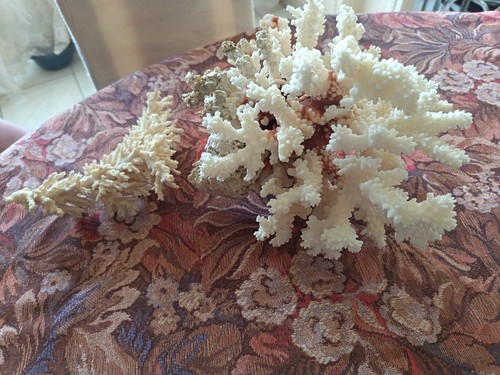 Corail dur sps blanc - corail,