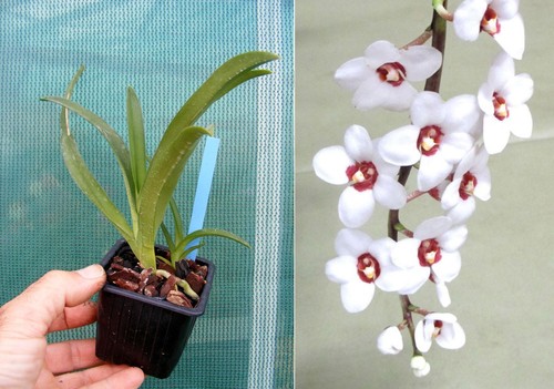 Sarcochilus hartmannii