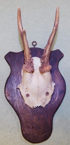 Ancien trophee chasse - ancien, de