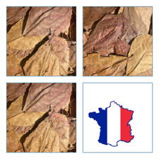 catappa  10 Feuilles  15gr  15/20cm crevettes nano aquarium traitement betta