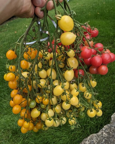 Mélange graines tomates - mÉlange, de