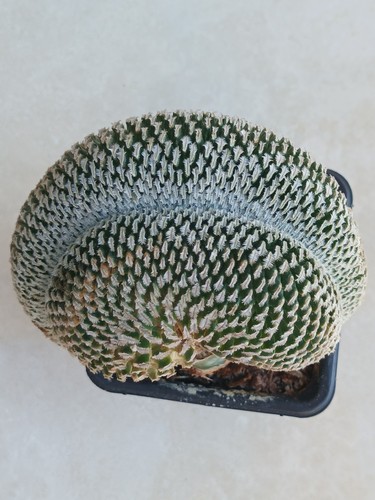 Turbinicarpus pseudopectinatus - turbinicarpus,