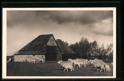 Texel amende mouton au - amende,