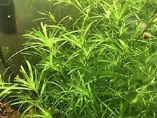 Najas Guadalupensis Guppy Grass plante oxygenante crevettes support ponte herbiv