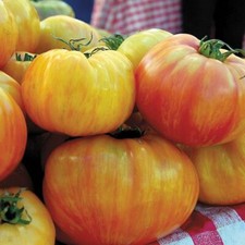 Tomato Copia Tomato 5+ Seeds - Seeds Graines Sweet Stick Tomato from USA P 427