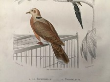 Gravure Oiseaux XIXéme Siècle 1850 Flourens Dessin De Traviès Tourterelles