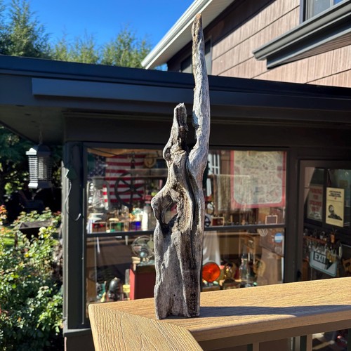 Driftwood with eye opening - eye,