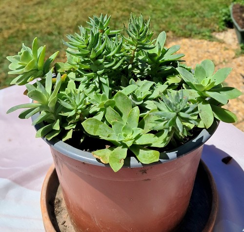 Lot plantes grasses - lot,