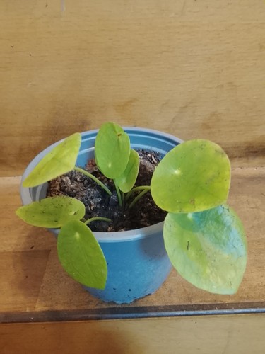 Jeune pilea peperomioides - jeune,