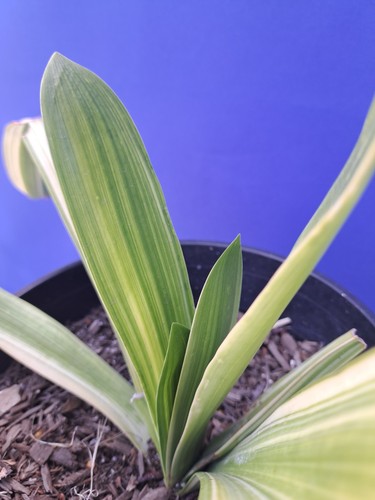 Clivia variegated plant - clivia,