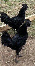 6+  Purebred AYAM CEMANI