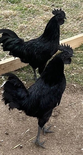 Purebred ayam cemani - purebred,