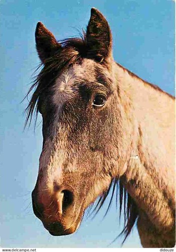 Postcard animals horses - postcard,
